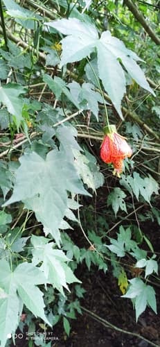 Abutilon pictum