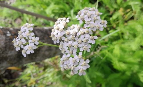 Achillea millefolium