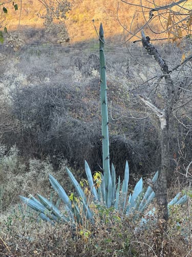 Agave americana