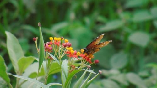 Asclepias curassavica