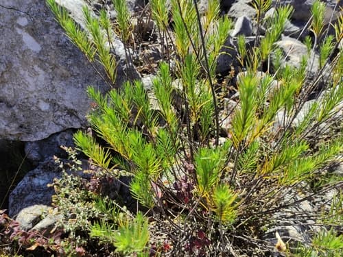 Asclepias linaria