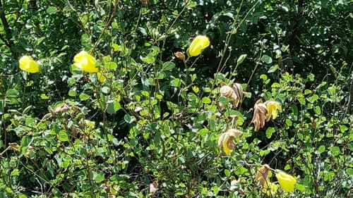 Bauhinia tomentosa