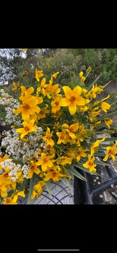 Bidens ferulifolia