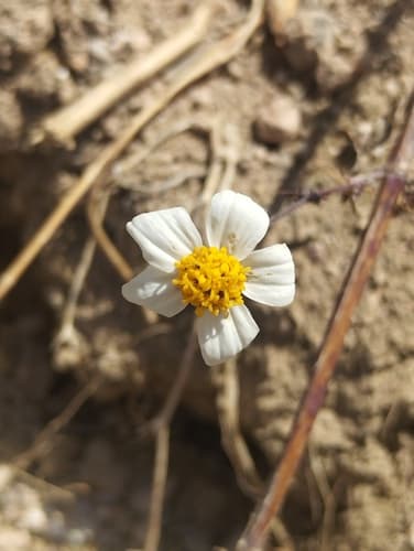 Bidens pilosa