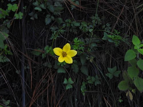 Bidens triplinervia