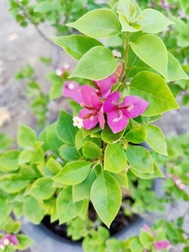 Bougainvillea glabra