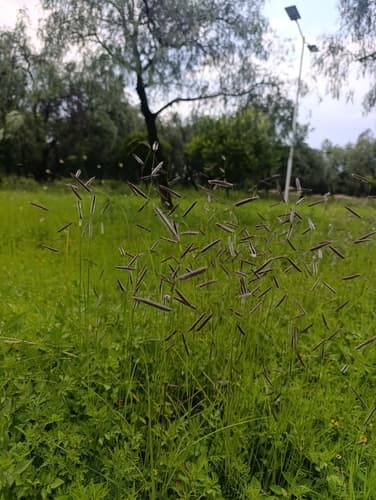 Bouteloua gracilis