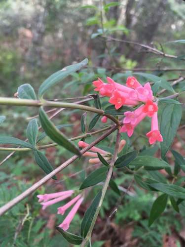 Bouvardia ternifolia