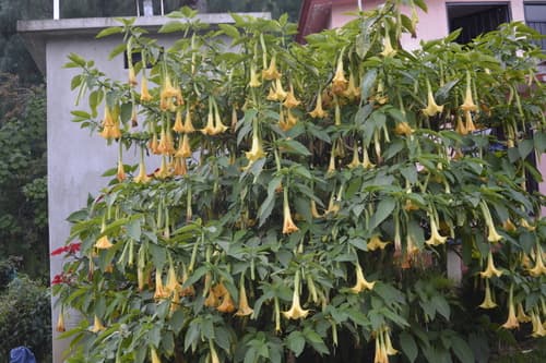 Brugmansia arborea