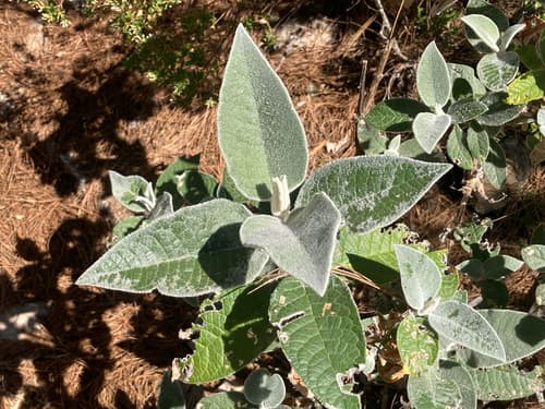 Buddleja cordata