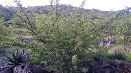 Bursera bipinnata