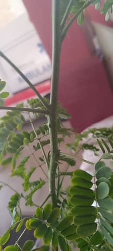 Caesalpinia pulcherrima