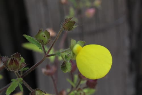 Calceolaria tripartita