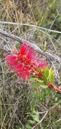 Callistemon citrinus