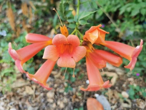 Campsis radicans