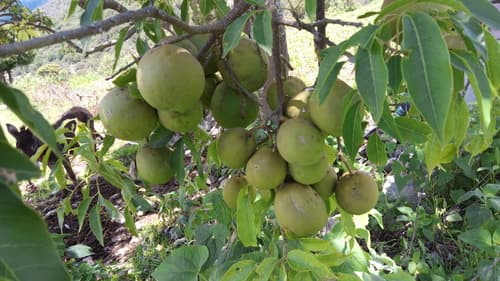 Casimiroa edulis