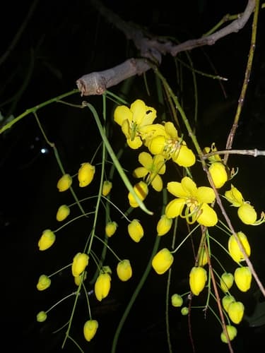 Cassia fistula