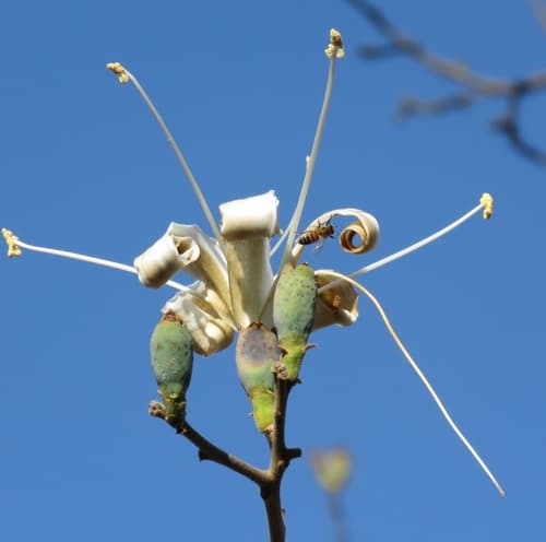 Ceiba aesculifolia