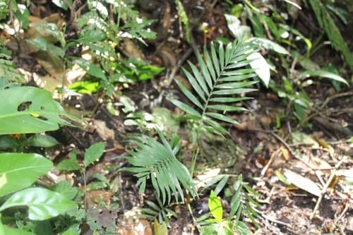 Chamaedorea elegans