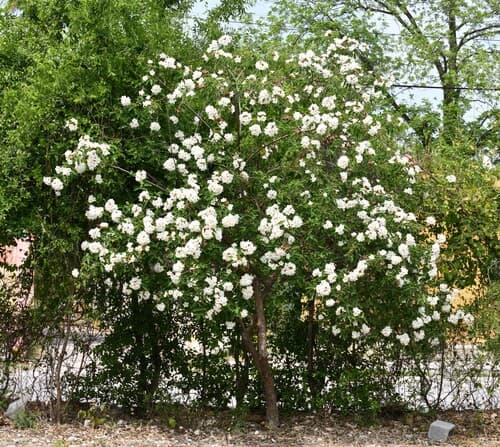 Cordia boissieri