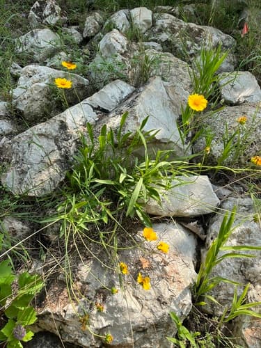 Coreopsis lanceolata
