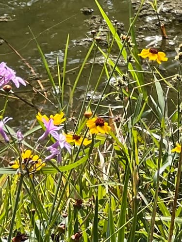 Coreopsis tinctoria