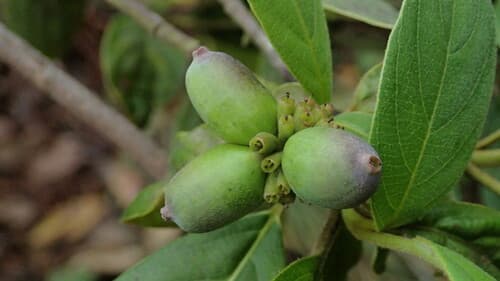 Cornus disciflora