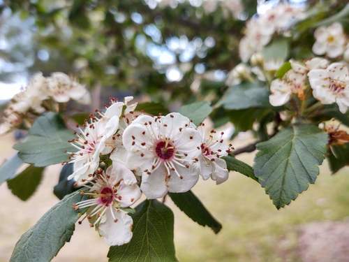 Crataegus mexicana