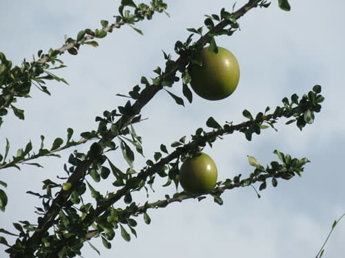 Crescentia cujete