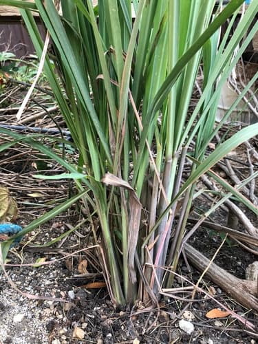 Cymbopogon citratus