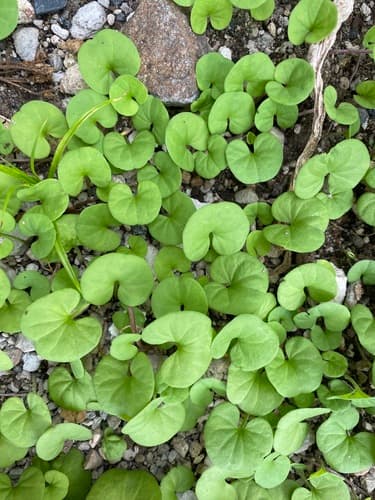 Dichondra repens