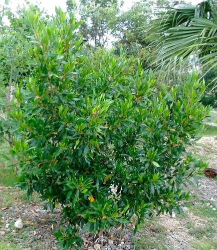 Dodonaea viscosa