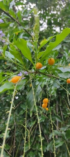 Duranta erecta