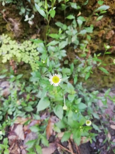 Erigeron karvinskianus