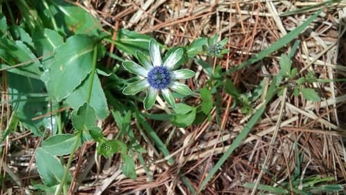 Eryngium carlinae