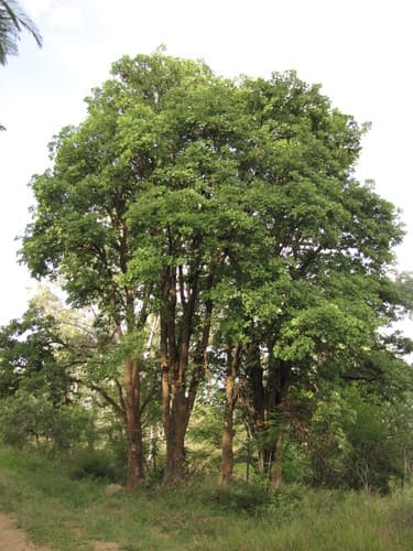 Erythrina coralloides