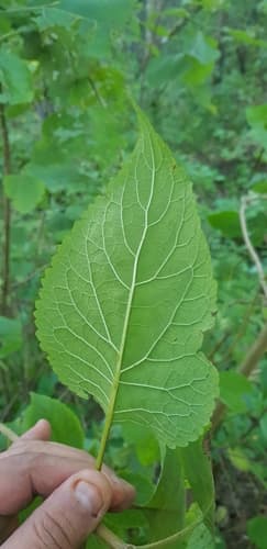 Eupatorium petiolare
