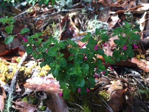 Fuchsia microphylla