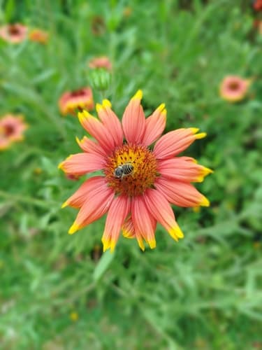 Gaillardia pulchella
