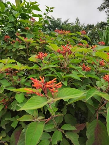 Hamelia patens