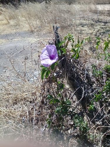 Ipomoea indica