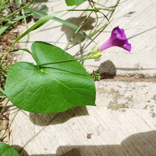 Ipomoea purpurea