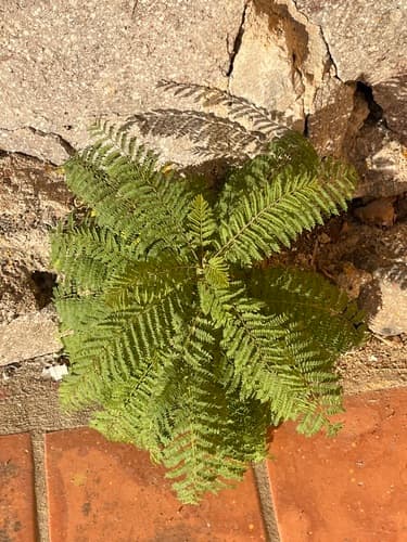 Jacaranda mimosifolia