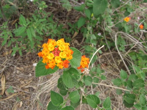 Lantana camara