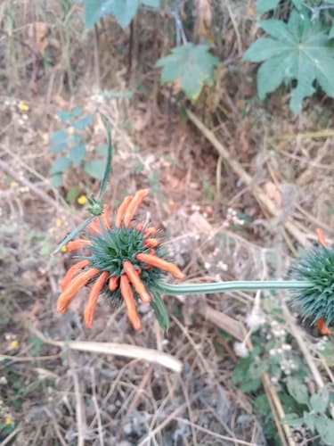 Leonotis nepetifolia