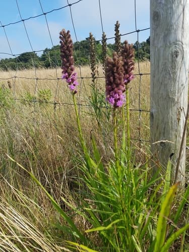Liatris spicata