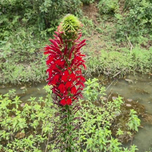 Lobelia cardinalis