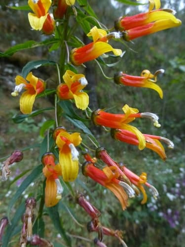 Lobelia laxiflora