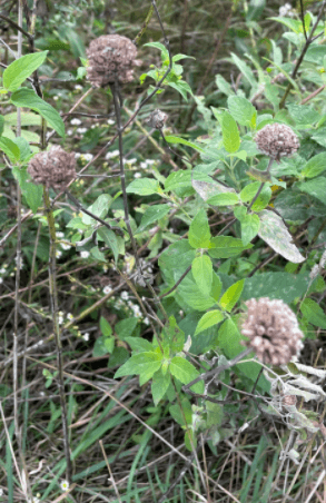 Monarda fistulosa