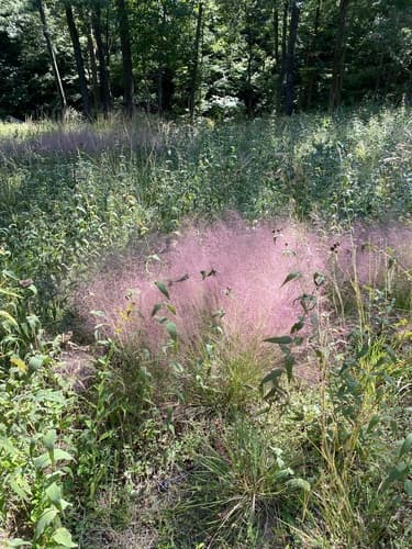 Muhlenbergia capillaris